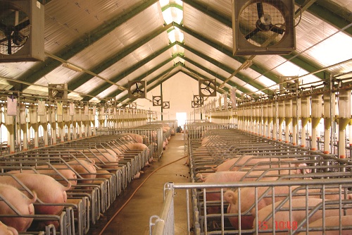 Trang trại chăn nuôi đạt chuẩn của Sagrifood